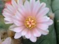 Lophophora williamsii v Cardona 10.jpg
