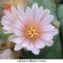 Lophophora williamsii v Cardona 10.jpg