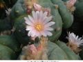 Lophophora williamsii v Cardona 11.jpg