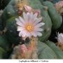 Lophophora williamsii v Cardona 11.jpg