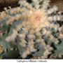 Lophophora williamsii v Huizache 03.jpg