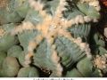 Lophophora williamsii v Huizache 04.jpg