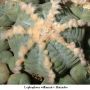 Lophophora williamsii v Huizache 04.jpg