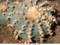 Lophophora williamsii v Huizache 05.jpg