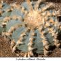 Lophophora williamsii v Huizache 05.jpg