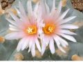 Lophophora williamsii v Huizache 06.jpg