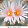 Lophophora williamsii v Huizache 06.jpg