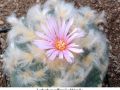 Lophophora williamsii v Huizache 07.jpg