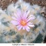 Lophophora williamsii v Huizache 07.jpg