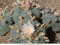 Lophophora williamsii v Huizache 08.jpg