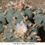 Lophophora williamsii v Huizache 08.jpg