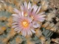 Lophophora williamsii v Huizache 09.jpg