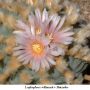 Lophophora williamsii v Huizache 09.jpg