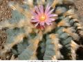 Lophophora williamsii v Huizache 10.jpg