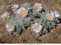 Lophophora williamsii v Huizache 11.jpg