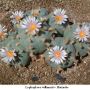 Lophophora williamsii v Huizache 11.jpg