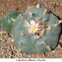 Lophophora williamsii v Huizache 12.jpg