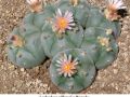 Lophophora williamsii v Huizache 13.jpg