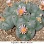 Lophophora williamsii v Huizache 13.jpg