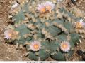 Lophophora williamsii v Huizache 14.jpg