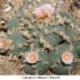 Lophophora williamsii v Huizache 14.jpg