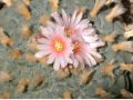 Lophophora williamsii v Huizache 15.jpg