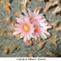 Lophophora williamsii v Huizache 15.jpg