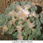 Lophophora williamsii v Huizache 16.jpg