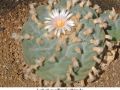 Lophophora williamsii v Huizache 17.jpg