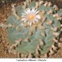 Lophophora williamsii v Huizache 17.jpg