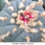 Lophophora williamsii v Huizache 18.jpg