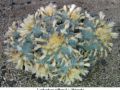 Lophophora williamsii v Huizache 20.jpg
