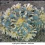 Lophophora williamsii v Huizache 20.jpg