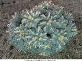 Lophophora williamsii v Huizache 21.jpg