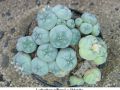 Lophophora williamsii v Huizache 22.jpg