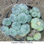 Lophophora williamsii v Huizache 22.jpg