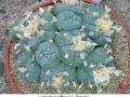 Lophophora williamsii v Huizache 23.jpg