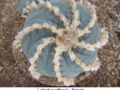 Lophophora williamsii v Huizache 24.jpg