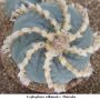 Lophophora williamsii v Huizache 24.jpg