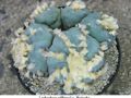 Lophophora williamsii v Huizache 25.jpg