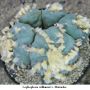 Lophophora williamsii v Huizache 25.jpg