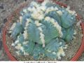 Lophophora williamsii v Huizache 26.jpg