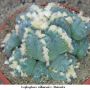 Lophophora williamsii v Huizache 26.jpg