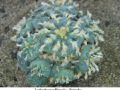 Lophophora williamsii v Huizache 27.jpg