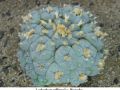 Lophophora williamsii v Huizache 28.jpg