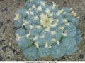 Lophophora williamsii v Huizache 29.jpg