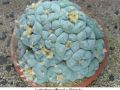 Lophophora williamsii v Huizache 30.jpg
