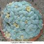 Lophophora williamsii v Huizache 30.jpg