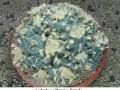 Lophophora williamsii v Huizache 31.jpg