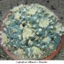 Lophophora williamsii v Huizache 31.jpg